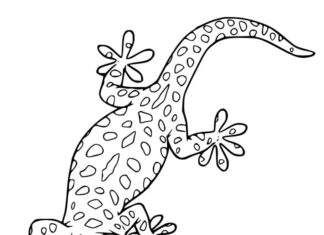Coloring book gecko with interesting patterns