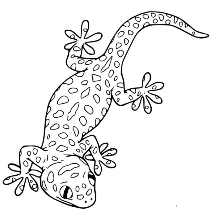 Coloring book gecko with interesting patterns