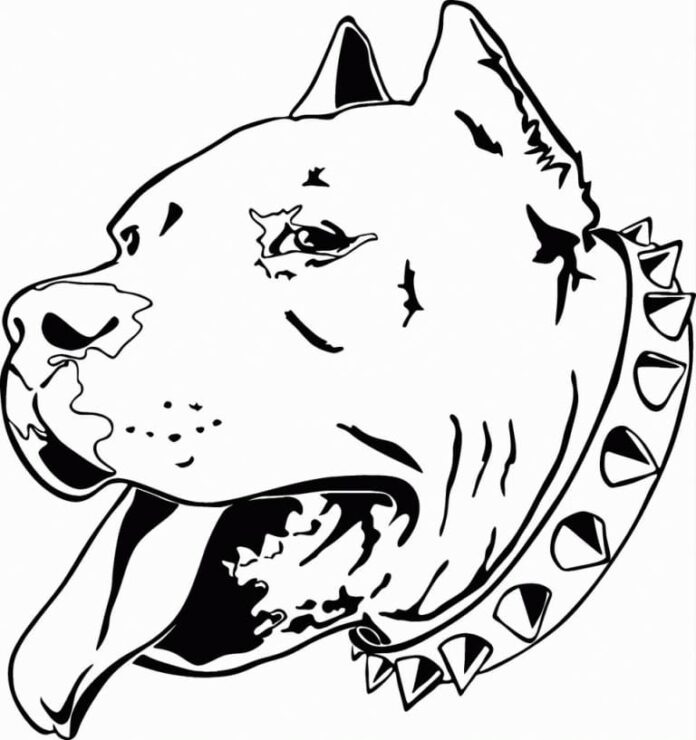 Tulostettava värityskirja pit bull koiran pää kauluksella