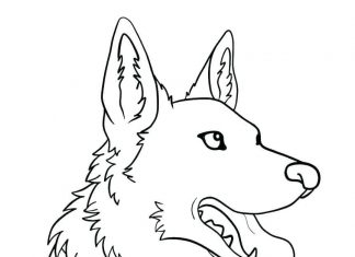 Coloring book dog head with collar