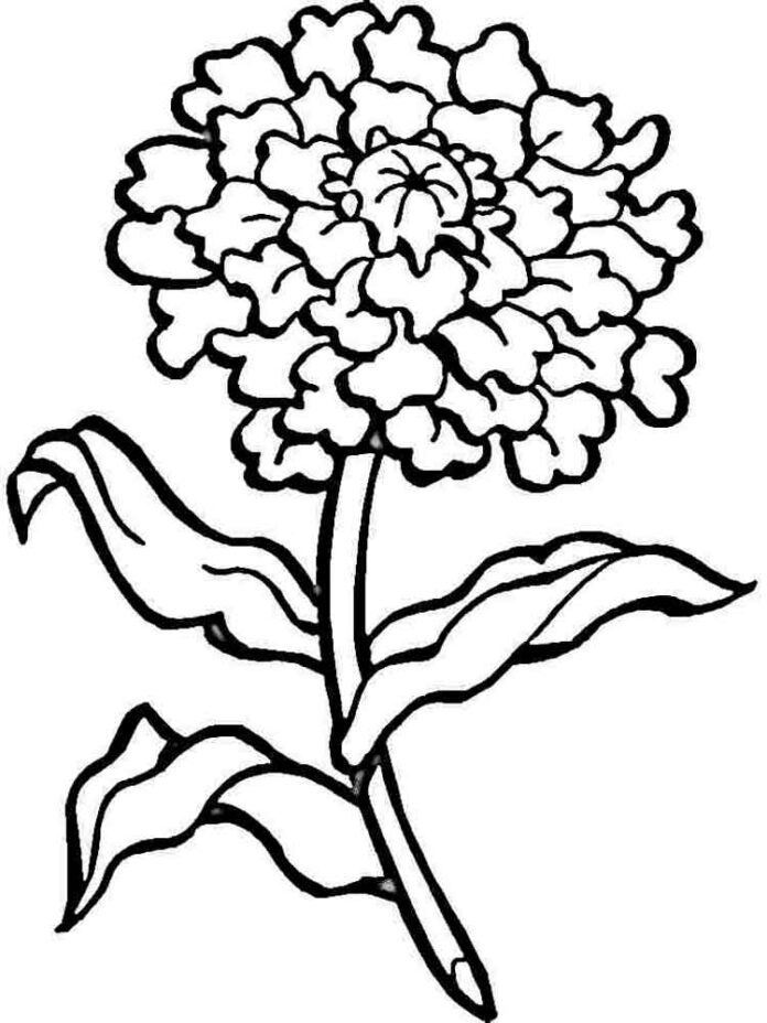 Coloring page carnation on a stem with leaves for children