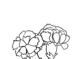 Printable carnation large-flowered carnation coloring book