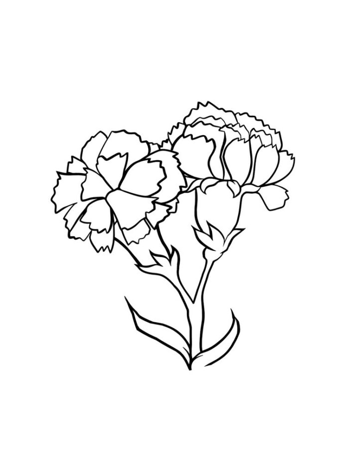 Libro para colorear del clavel de flor grande