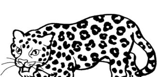 coloring page of a menacing leopard