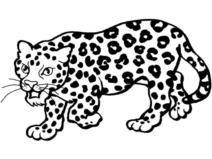malebog af en vild leopard