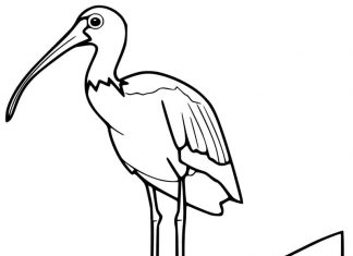 Printable coloring book ibis on a branch