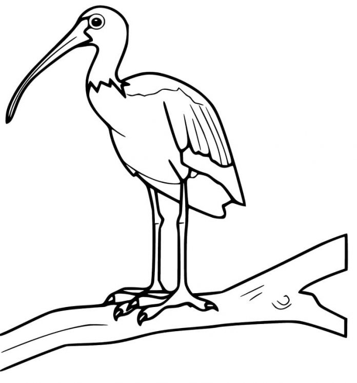 stampa di ibis da colorare su un ramo