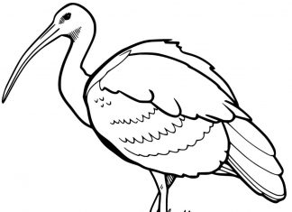 Farebný ibis s dlhým zobákom na vytlačenie