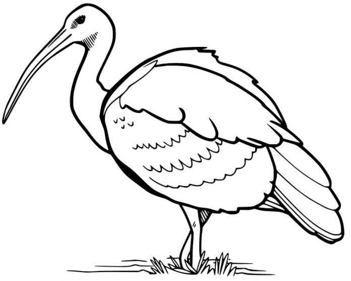 Stampa dell'ibis da colorare con il becco lungo