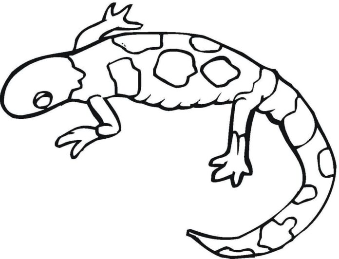 Printable long tail lizard coloring book