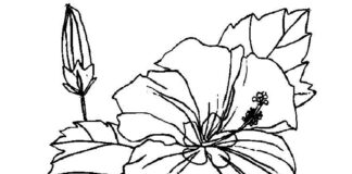 omaľovánka jedného kvetu