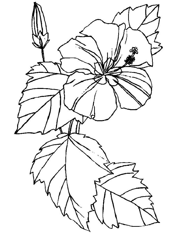 omaľovánka jedného kvetu