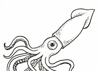 coloring book squid with a big eye