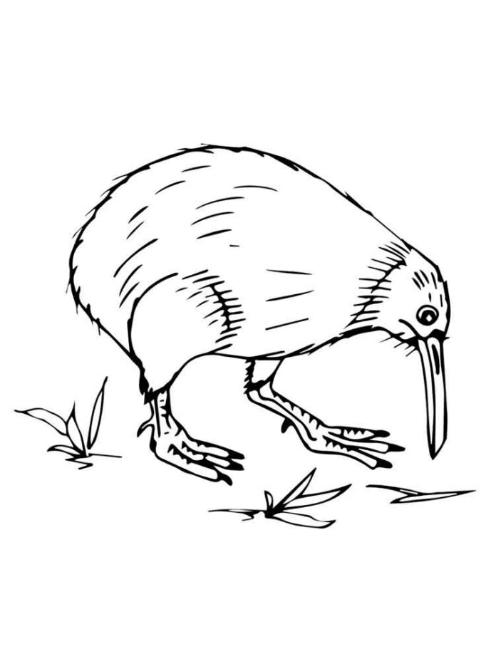 coloring page of kiwi eating grass