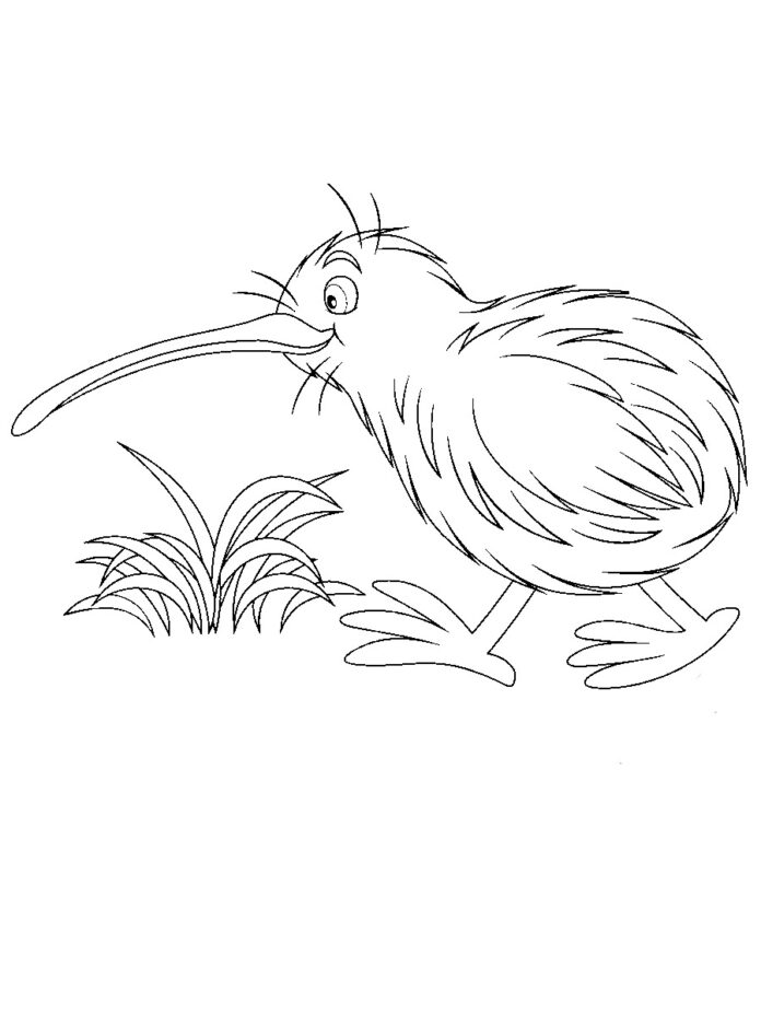 hoja para colorear pájaro kiwi imprimible para niños