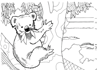 Coloring book koala hides in the trees