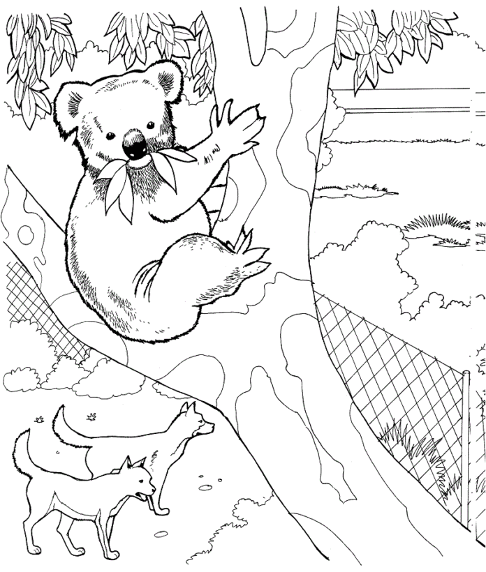 koala à colorier se cache dans les arbres