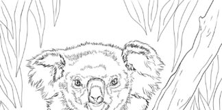 coloring book koala on bamboo