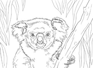 Färgläggning koala på bambu