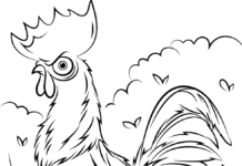 página para colorear del gallo del cuento Moana