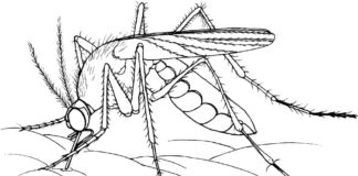Farvelægningsbog til udskrivning af en myg, der stikker sit næb ind i en person