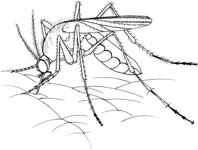 Livre de coloriage imprimable représentant un moustique plantant son bec dans une personne.