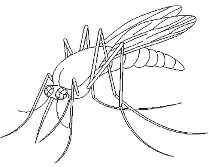 coloring book mosquito drinking blood