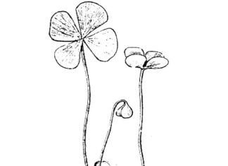 Malbuch von Kleeblättern, die auf einem Zweig wachsen