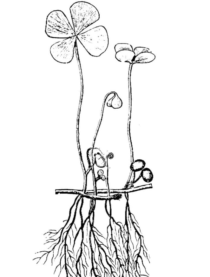 kolorowanka koniczyny rosnące na gałęzi