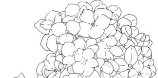 Vytlačenie obrysov kvetov hornestj omaľovánky