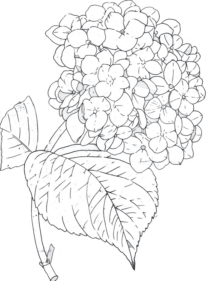 Libro para colorear del contorno de la flor de la hortensia imprimible y en  línea