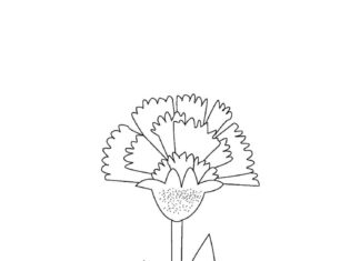 foglio da colorare fiore garofano su uno stelo