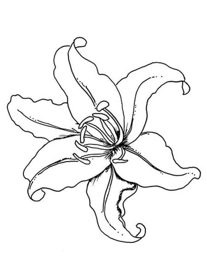 omalovánky lilie květina k vytisknutí pro děti