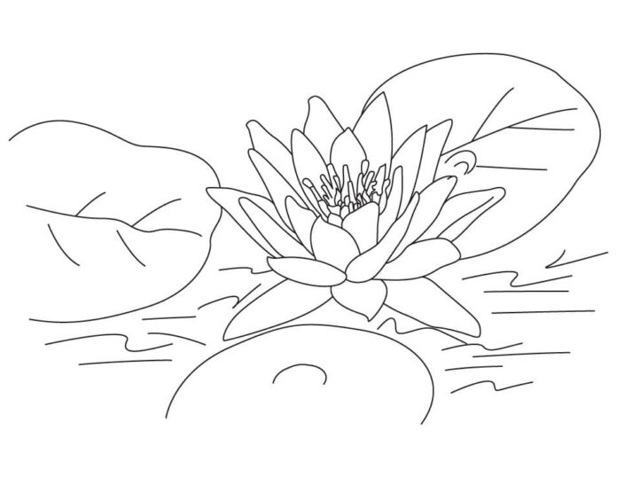 kolorowanka kwiat lotosu dla dzieci do druku