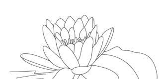 coloring page lotus flower colored stone
