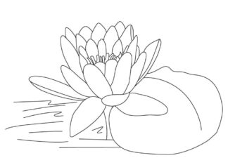 coloring page lotus flower colored stone
