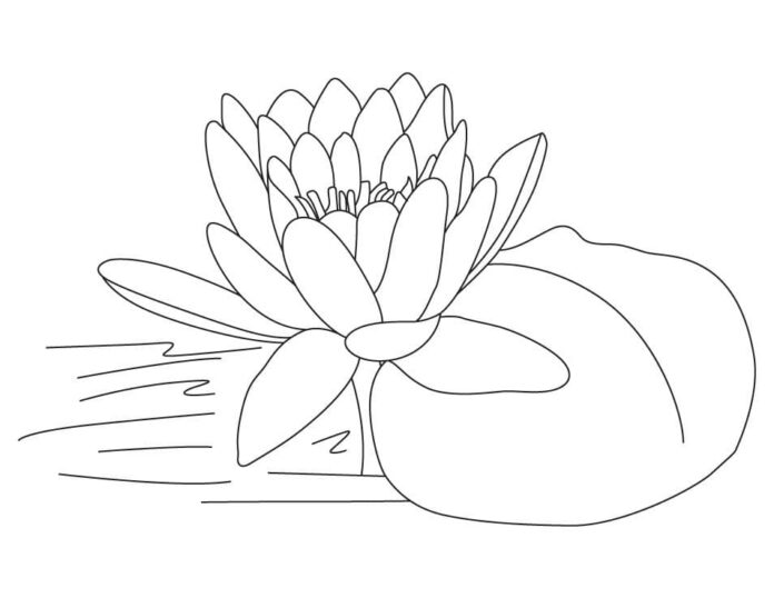 omalovánky lotosový květ barevný kámen