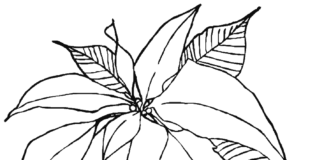 Coloring book poinsettia flower with stem