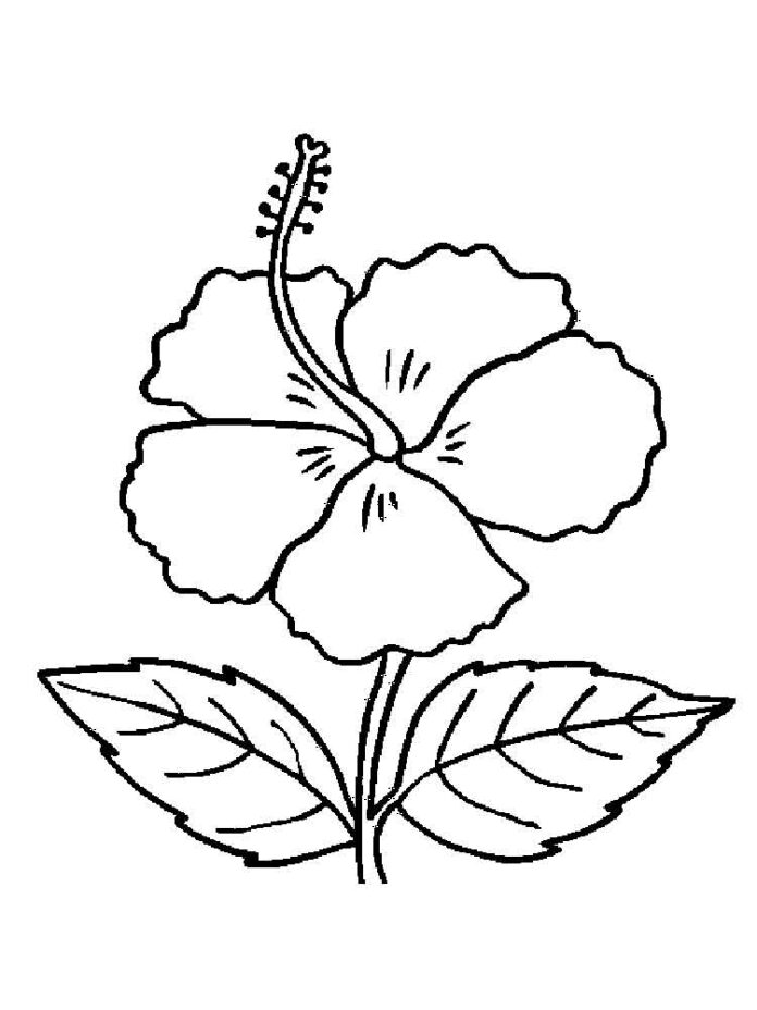 coloring book flower for young children