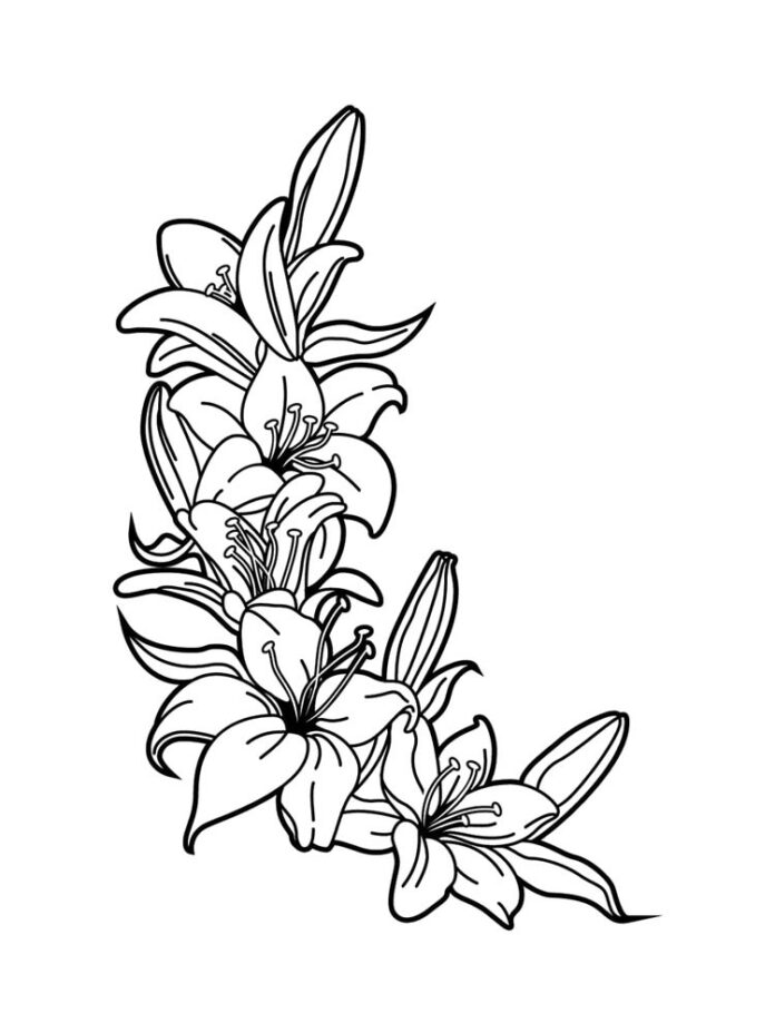 colorear la flor del lirio muchos kyats en el tallo