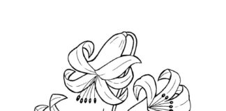 flor de lirio para colorear con tallo