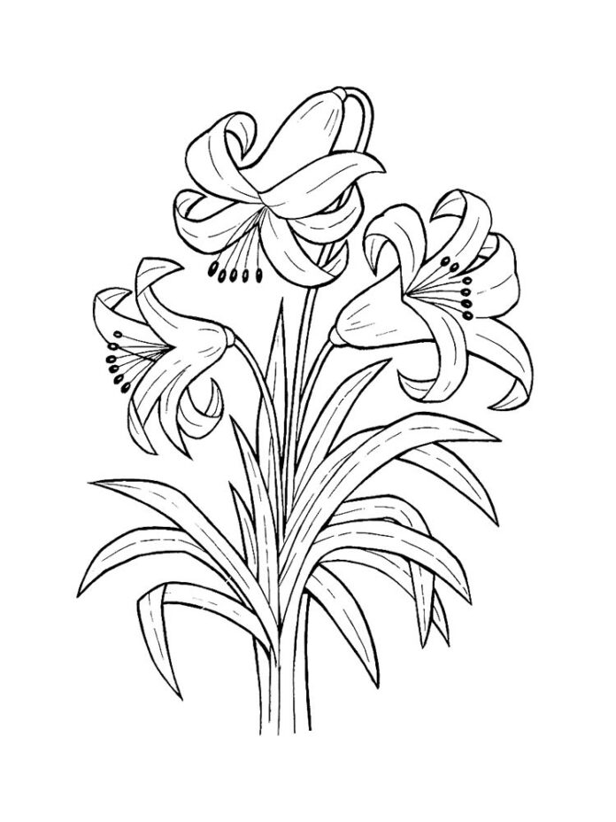 Färbelilie Blume mit Stiel