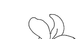 colorear flor de lirio imprimible