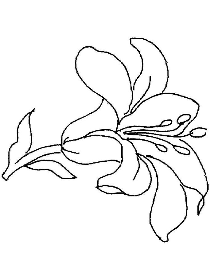 színező liliom virág nyomtatható