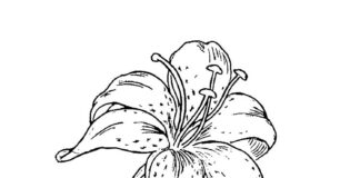 coloring sheet of a lily flower in a meadow