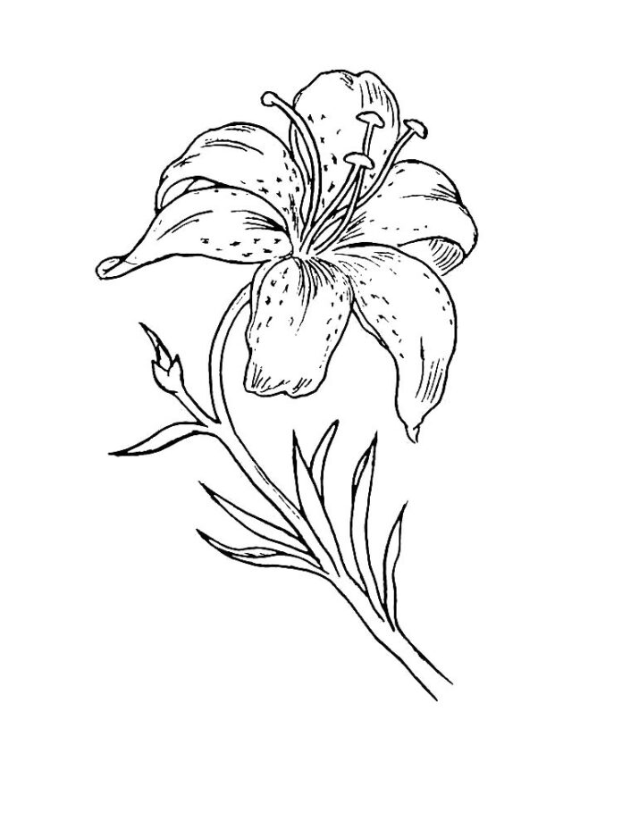coloring sheet of a lily flower in a meadow