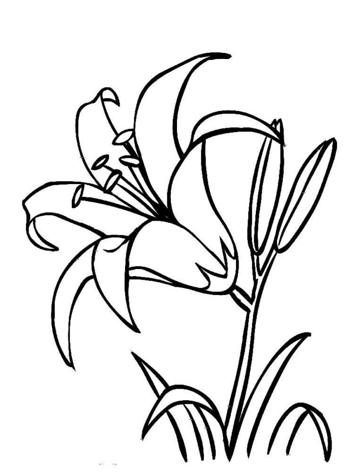 hoja para colorear de una flor de lirio de gran tamaño