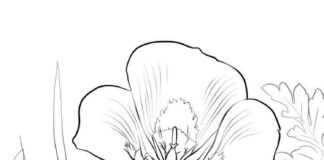dibujo para colorear de una flor en un prado