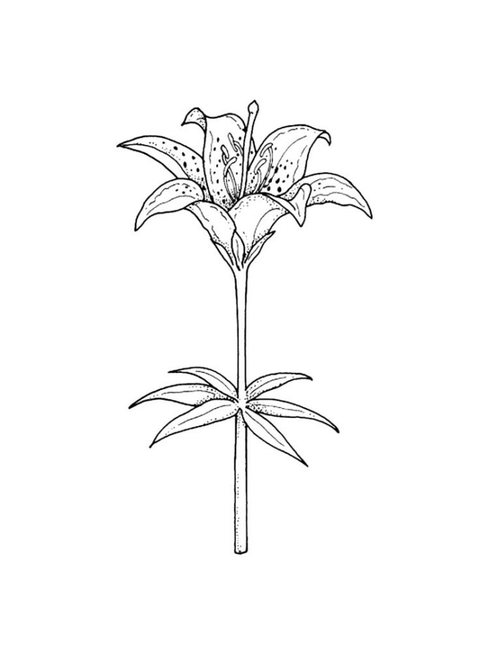 coloring book flower with stem