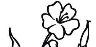 A coloring book of a flower for young children